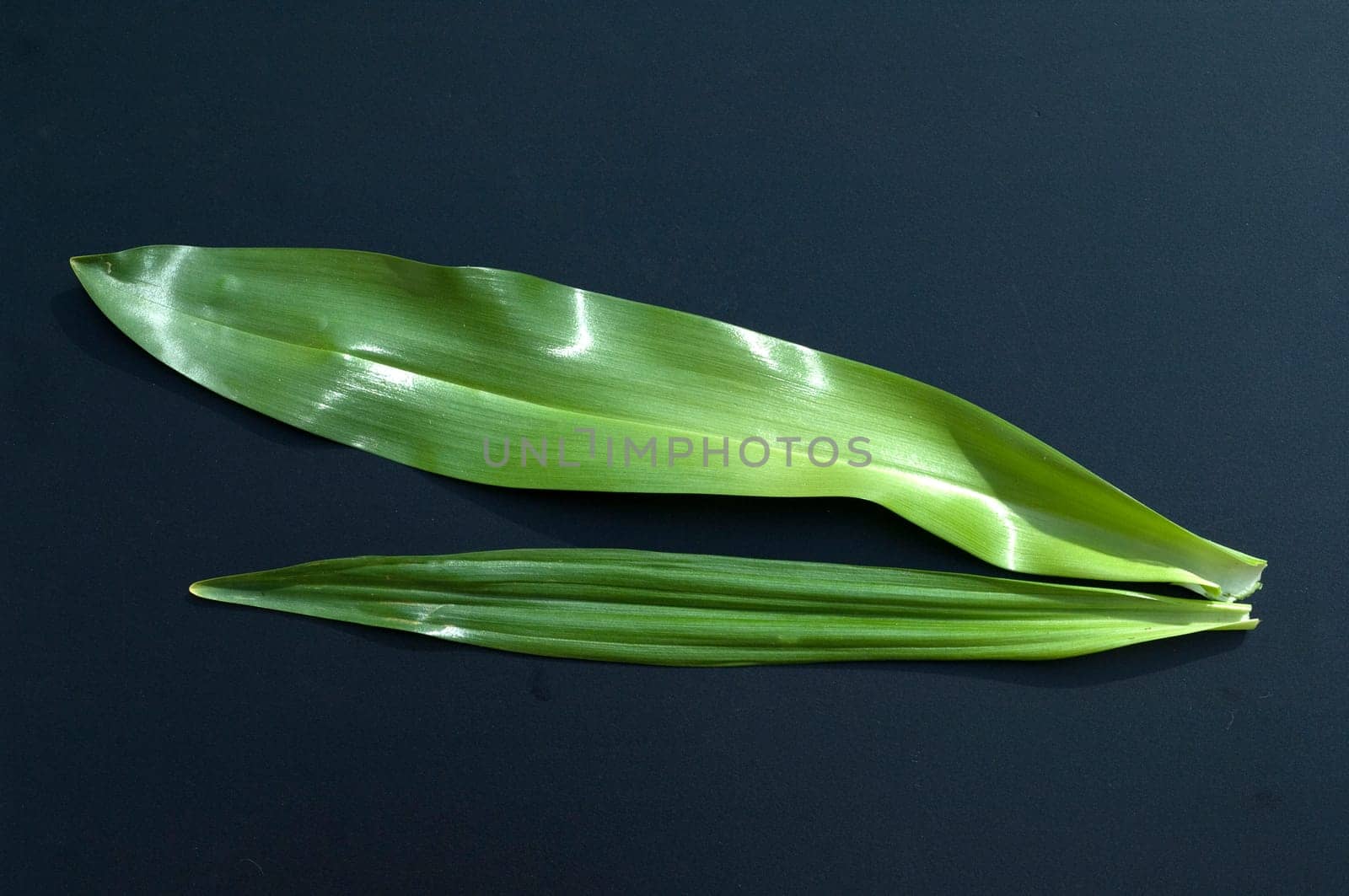 Autumn timeless leaf,double-gaenger plant,baerauch