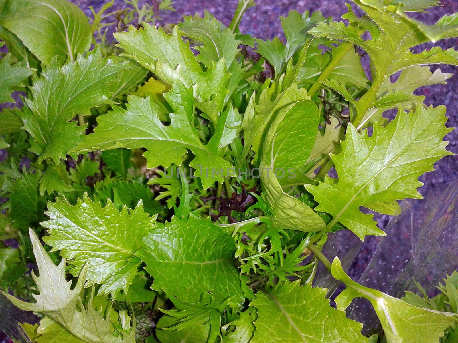 Babyleaf,Salad,Sliced Salad