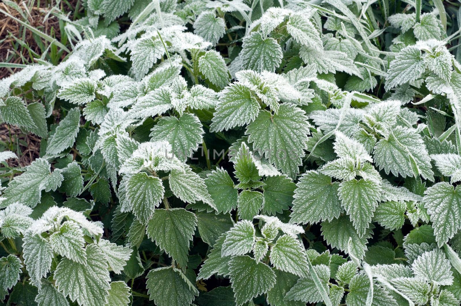 nettles  Rough-ripe