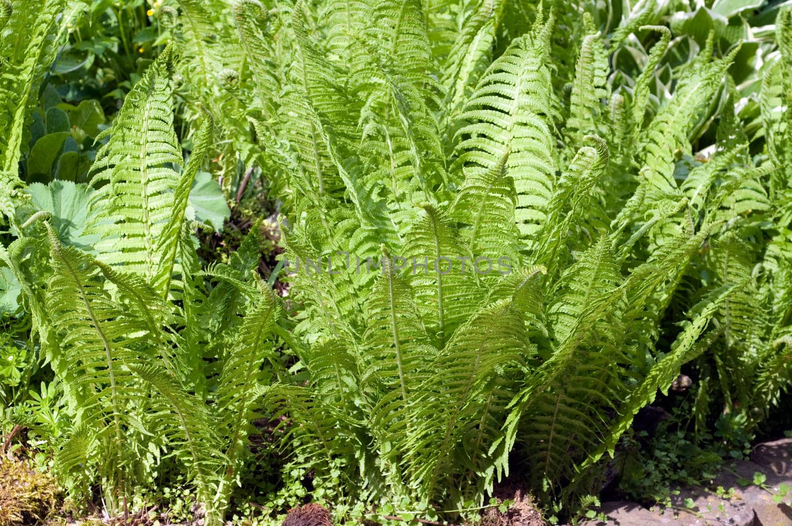 Ostrich fern  Real  Matteuccia