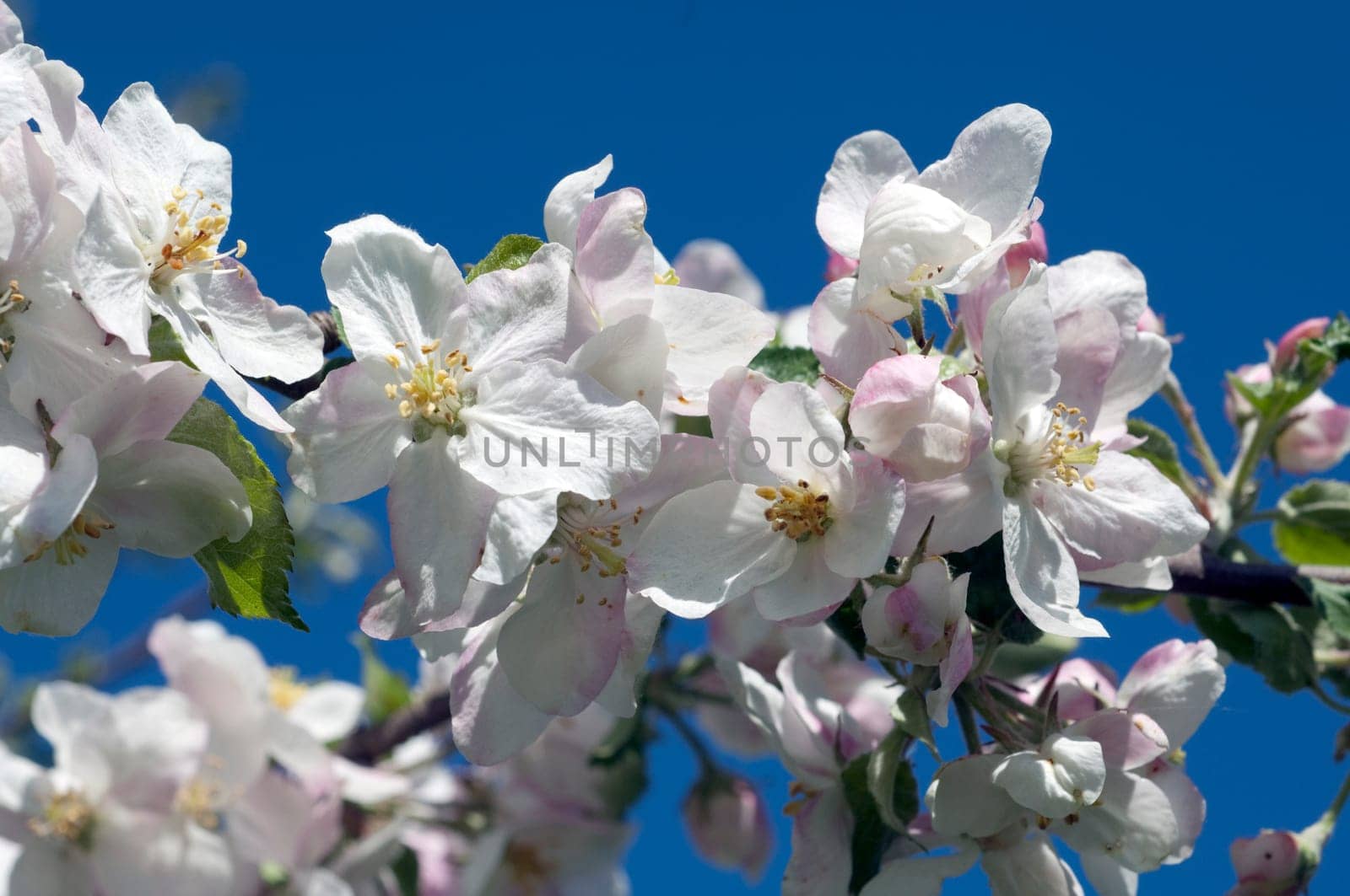 Apple tree,apple bluete