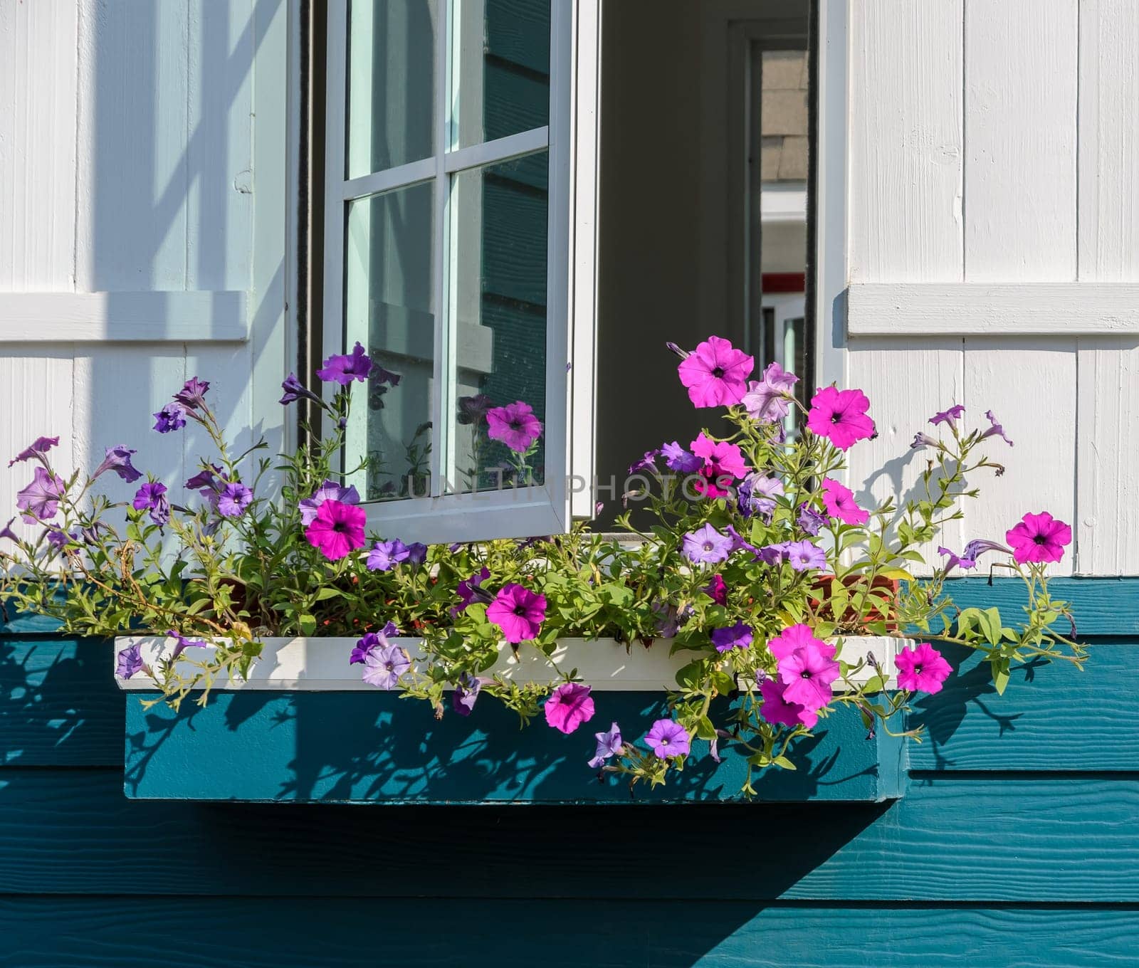 Decorated petunia flower box outside of opened white window