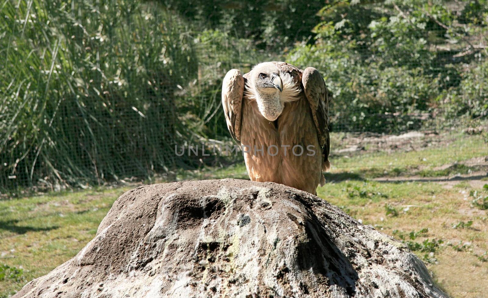 Griffon Vulture perched over a rock