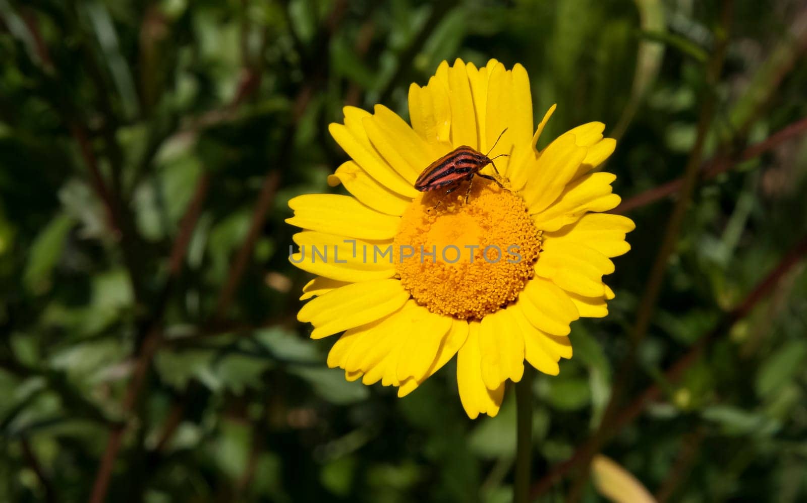 Italian Striped-Bug or Minstrel Bug, Graphosoma lineatum over yellow flower