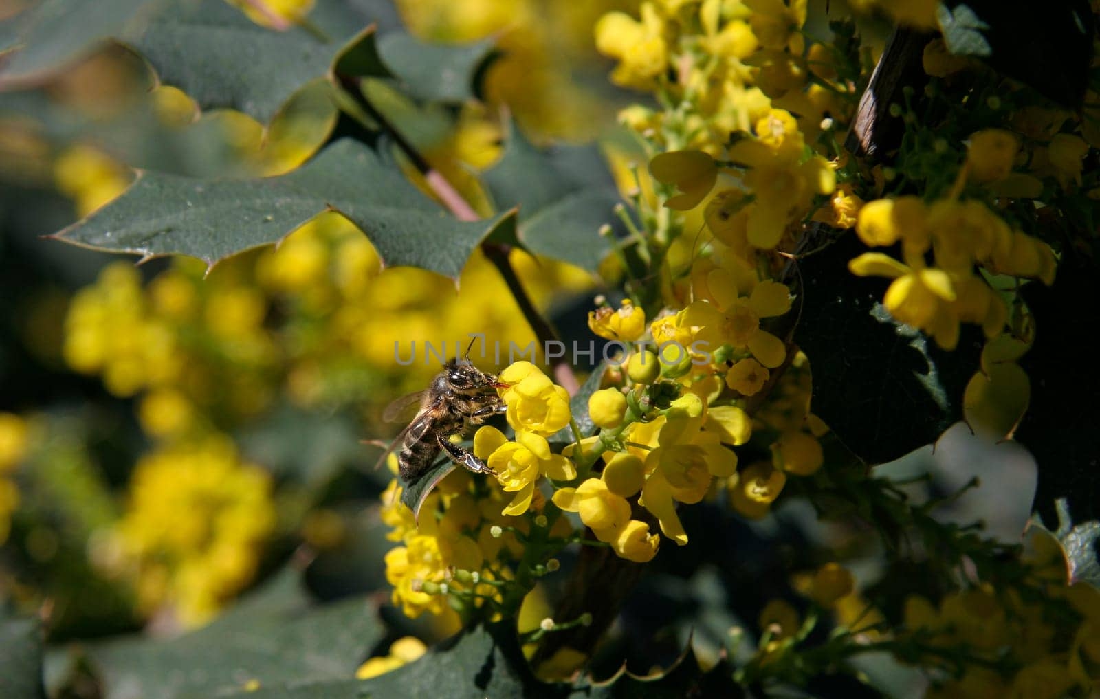 Bee collecting honey yellow flowers
