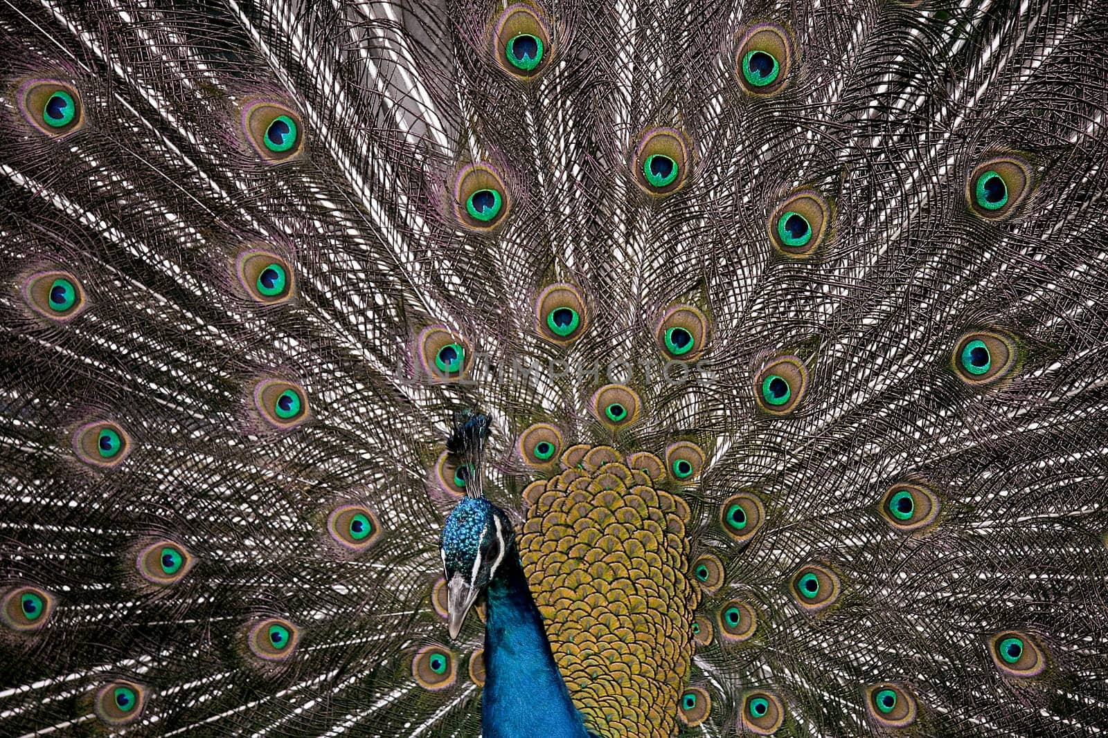Head of Indian Peafowl with extended tail