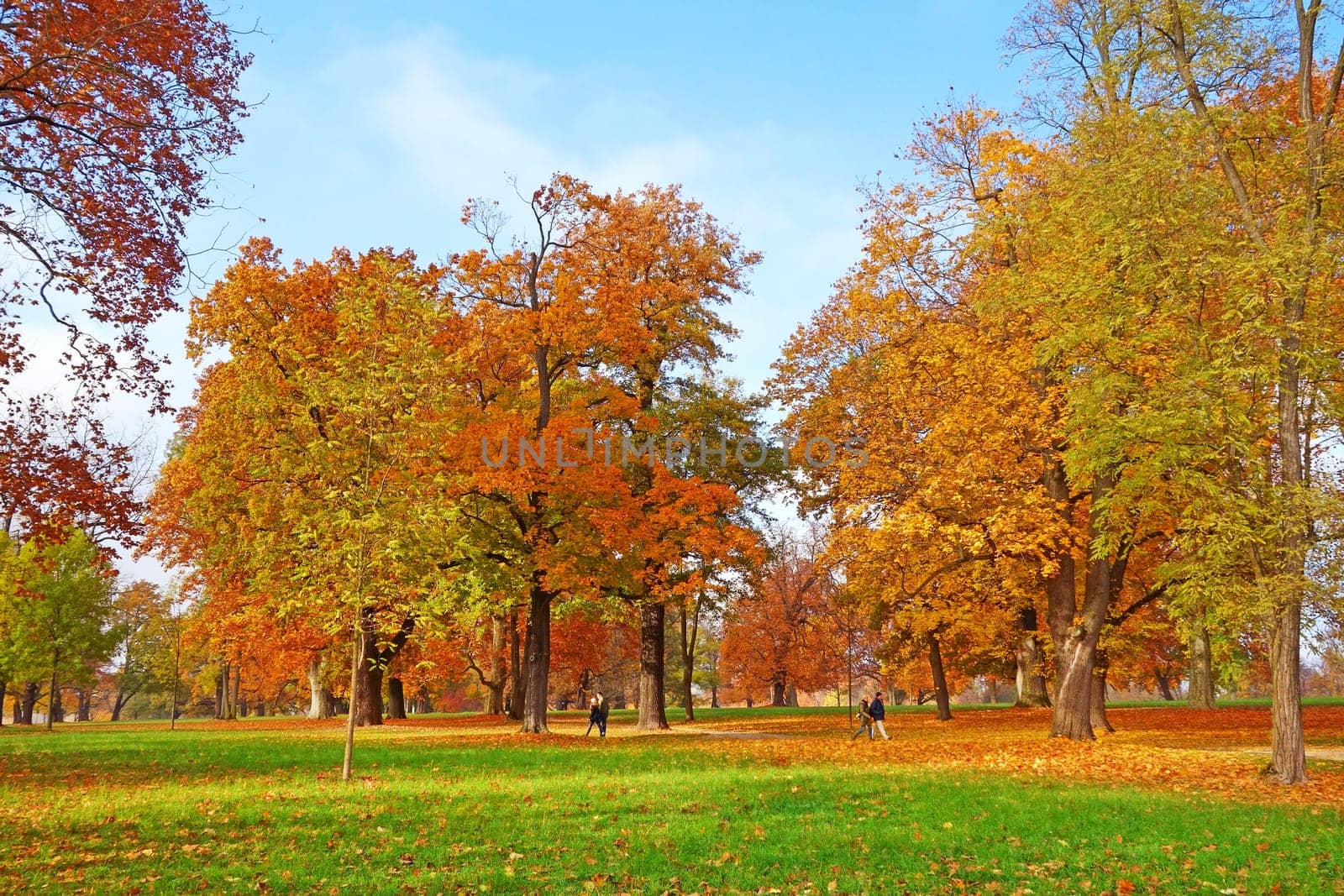 Colorful autumn landscape - vibrant trees in park, blue sky