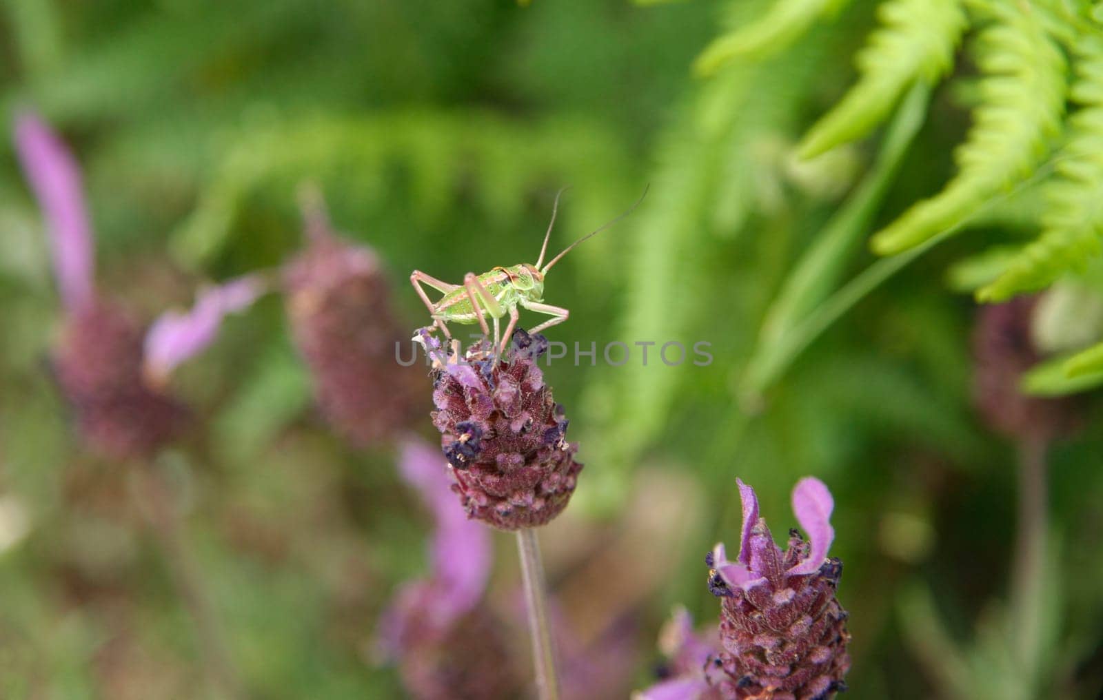 Little green grasshopper over  lavender flower in the forest, Caceres, Spain