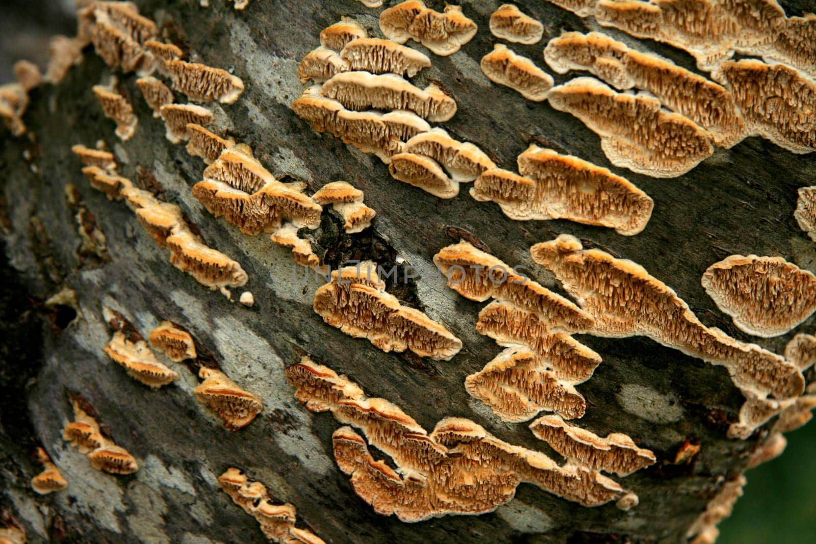 Background with shelf fungus on tree trunk, Caceres, Spain