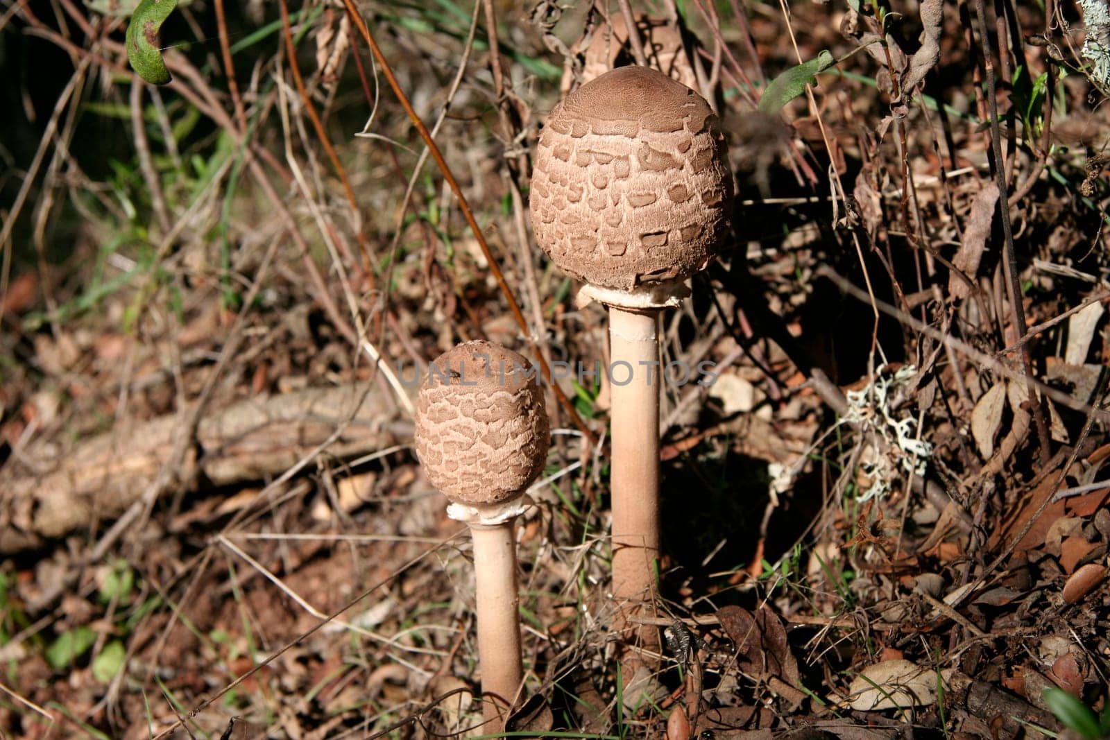 Close young parasol mushroom or macrolepiota procera, Extremadura, Spain