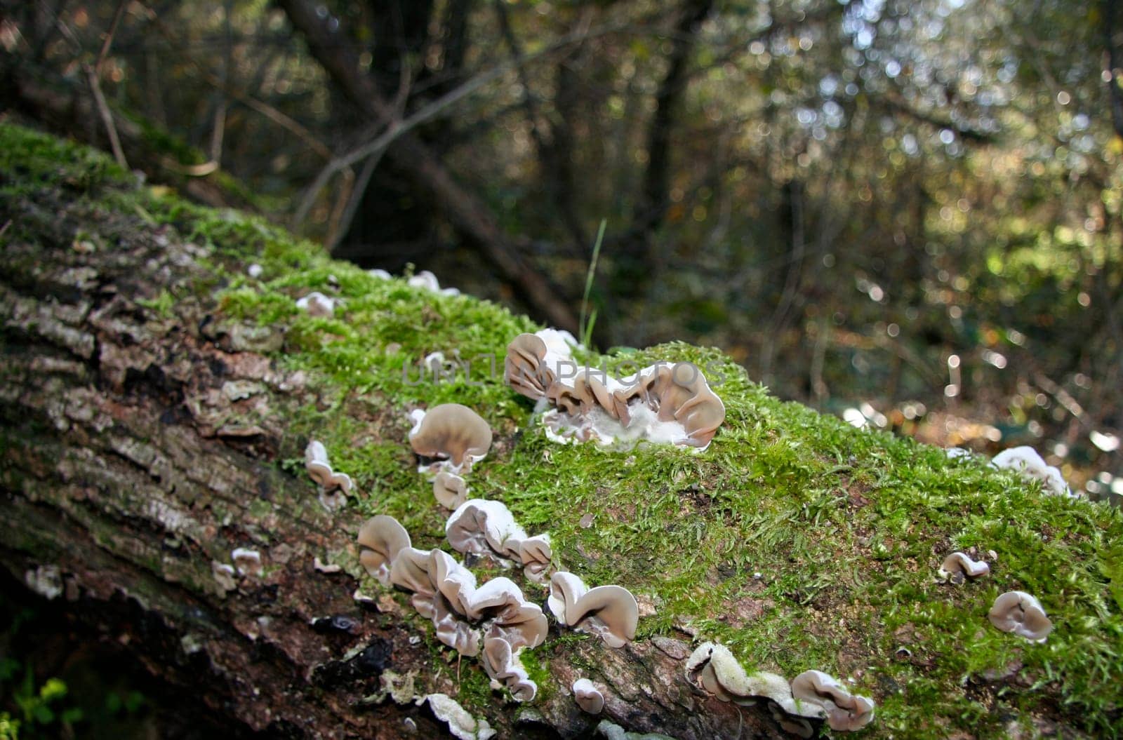 Clear brown velvety fungi on decay wooden with Moss, Extremadura, Spain