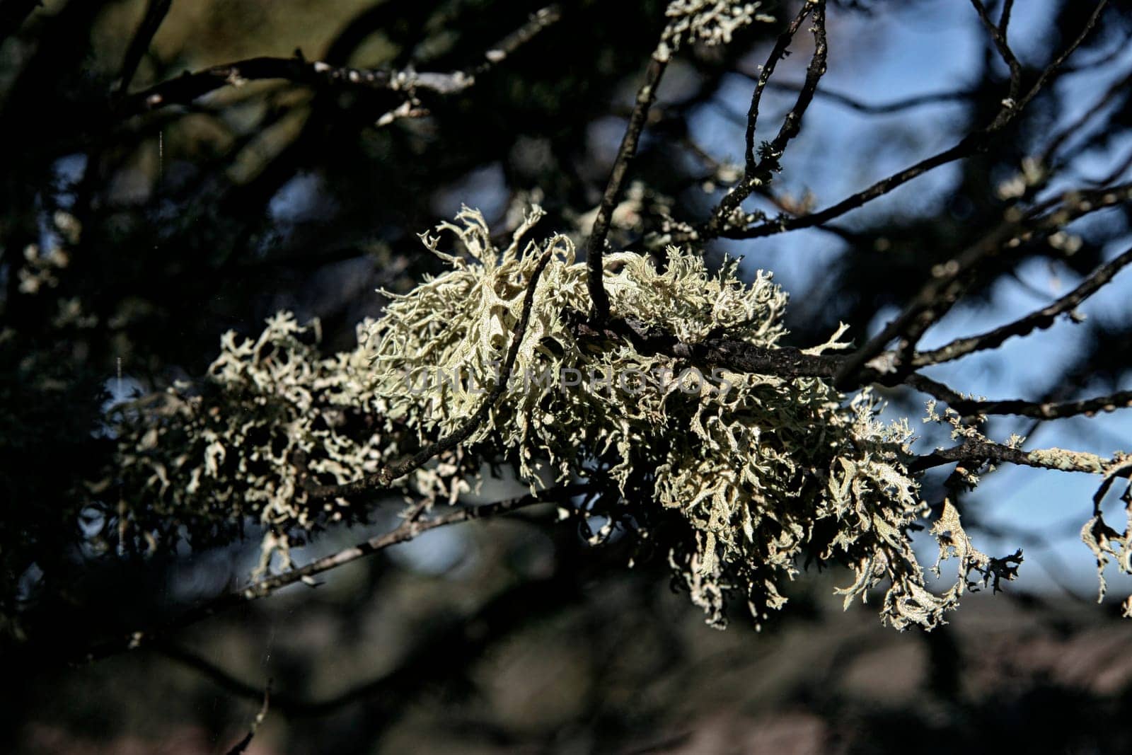 holm oak branch  covered with hanging lichen. Extremadura, Spain