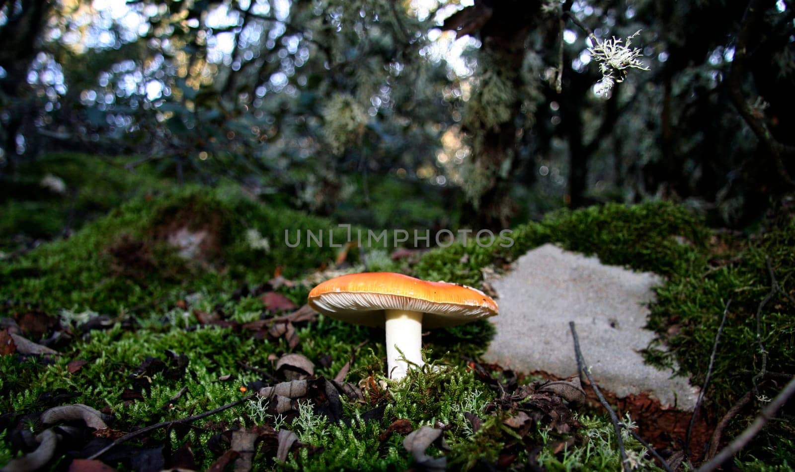 Young red agaric mushroom or amanita muscaria sprouting under the forest lichen and moss, Extremadura, Spain