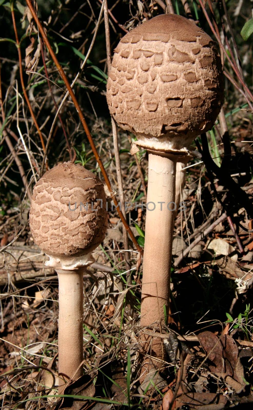 Close young parasol mushroom or macrolepiota procera, Extremadura, Spain