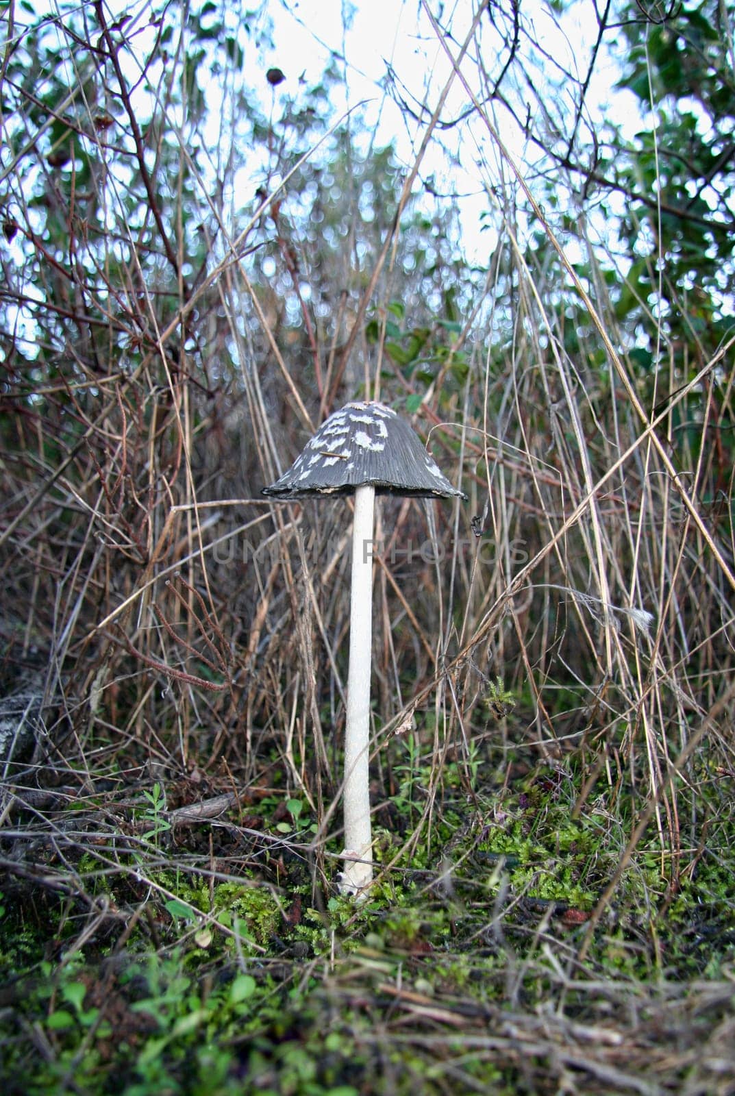 Coprinus picaceus or Magpie Cap Fungus, Extremadura, Spain
