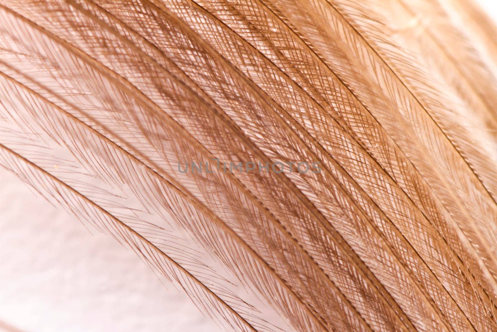 filigree feather background in brown