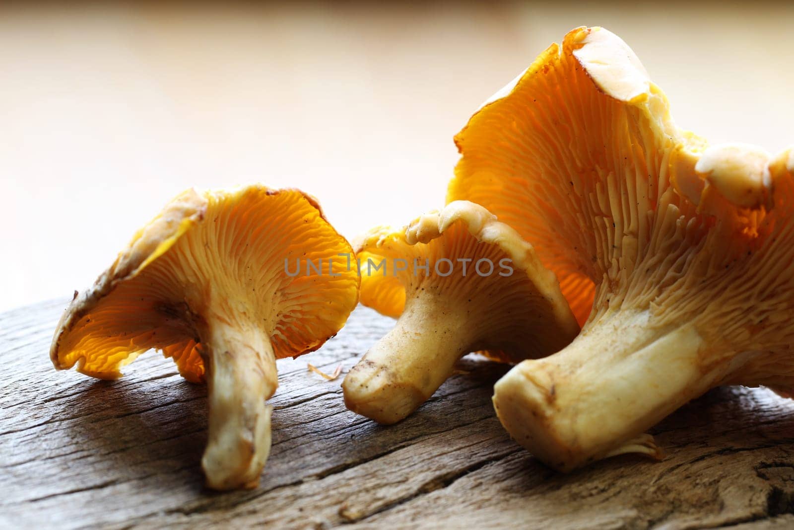 Chanterelles