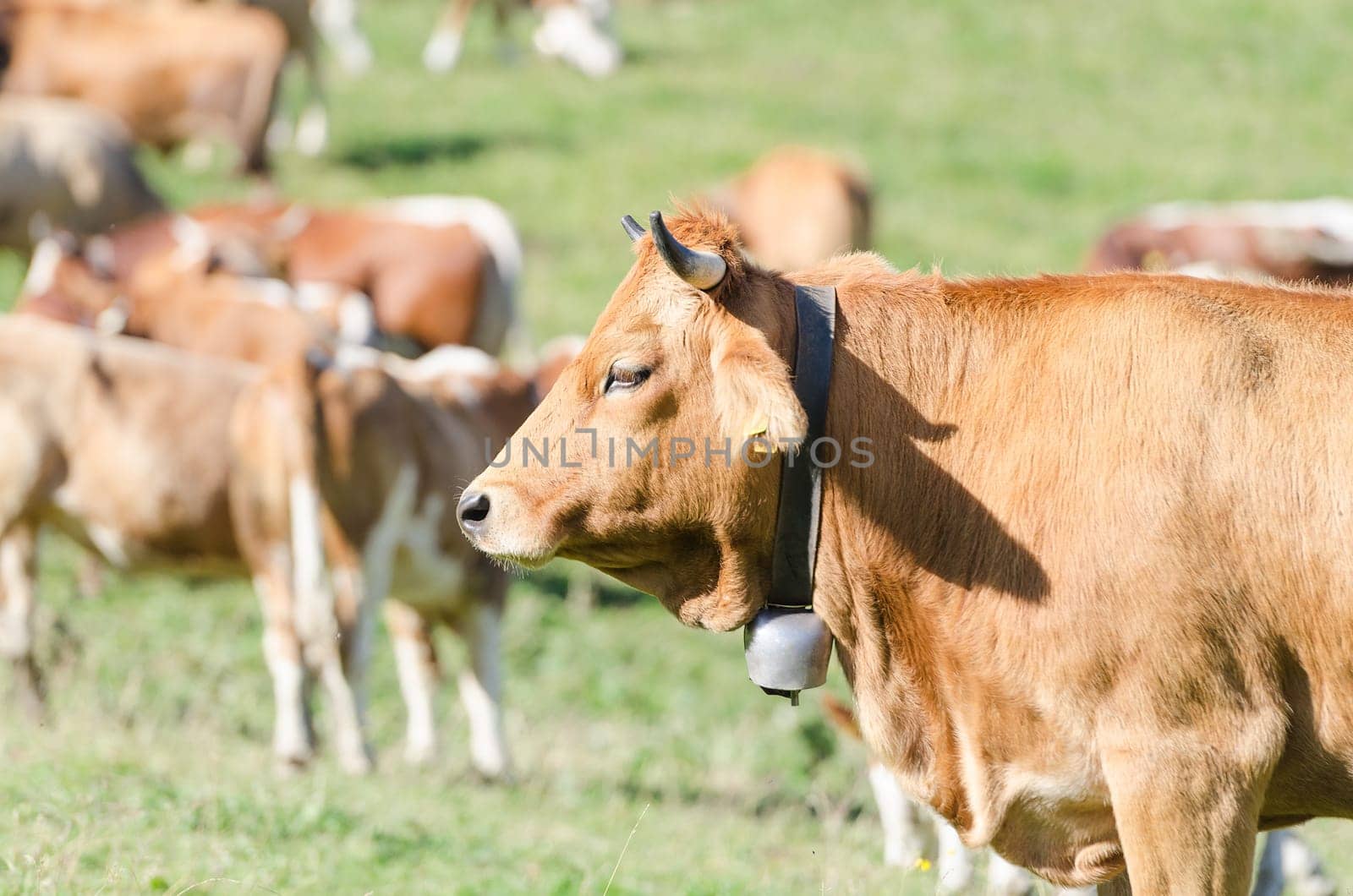 Head profile portrait of red ginger cow against herd of cattles grazing on sunny field