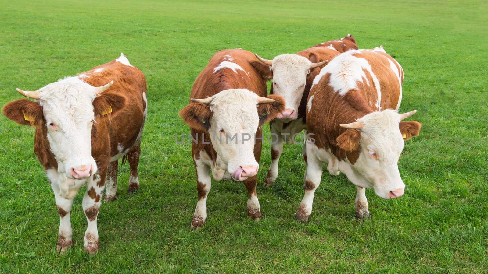 Group of young calves grazing on Alpine pasture with fresh green grass