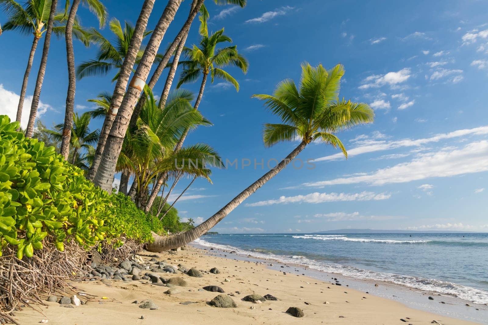 Tropical beach with palm trees