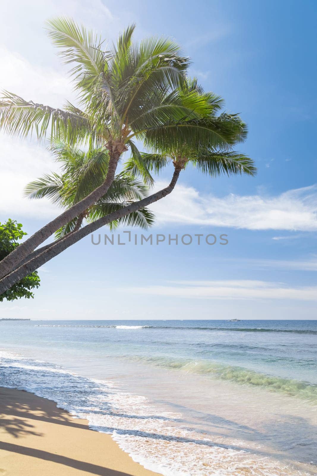 Tropical beach with palm trees