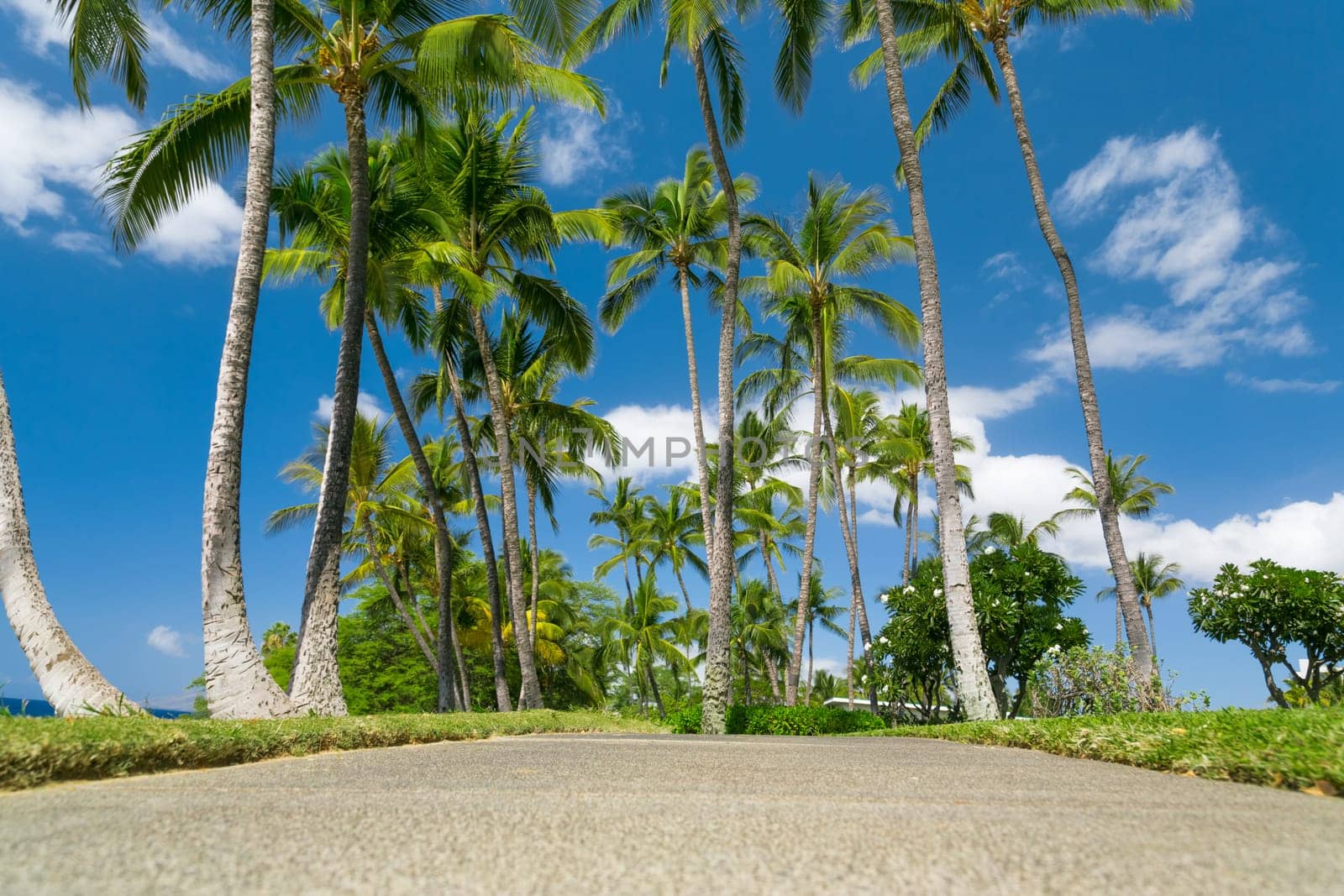 Tropical beach with palm trees