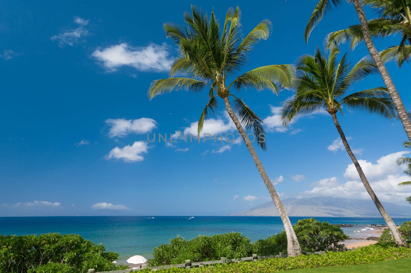 Tropical beach with palm trees