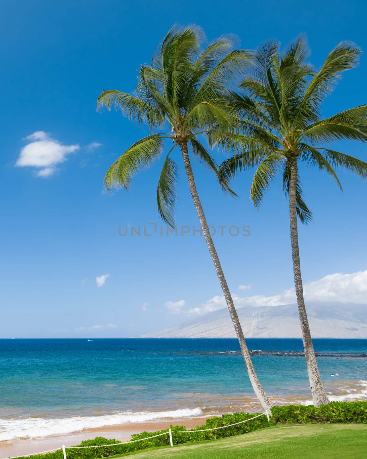 Tropical beach with palm trees