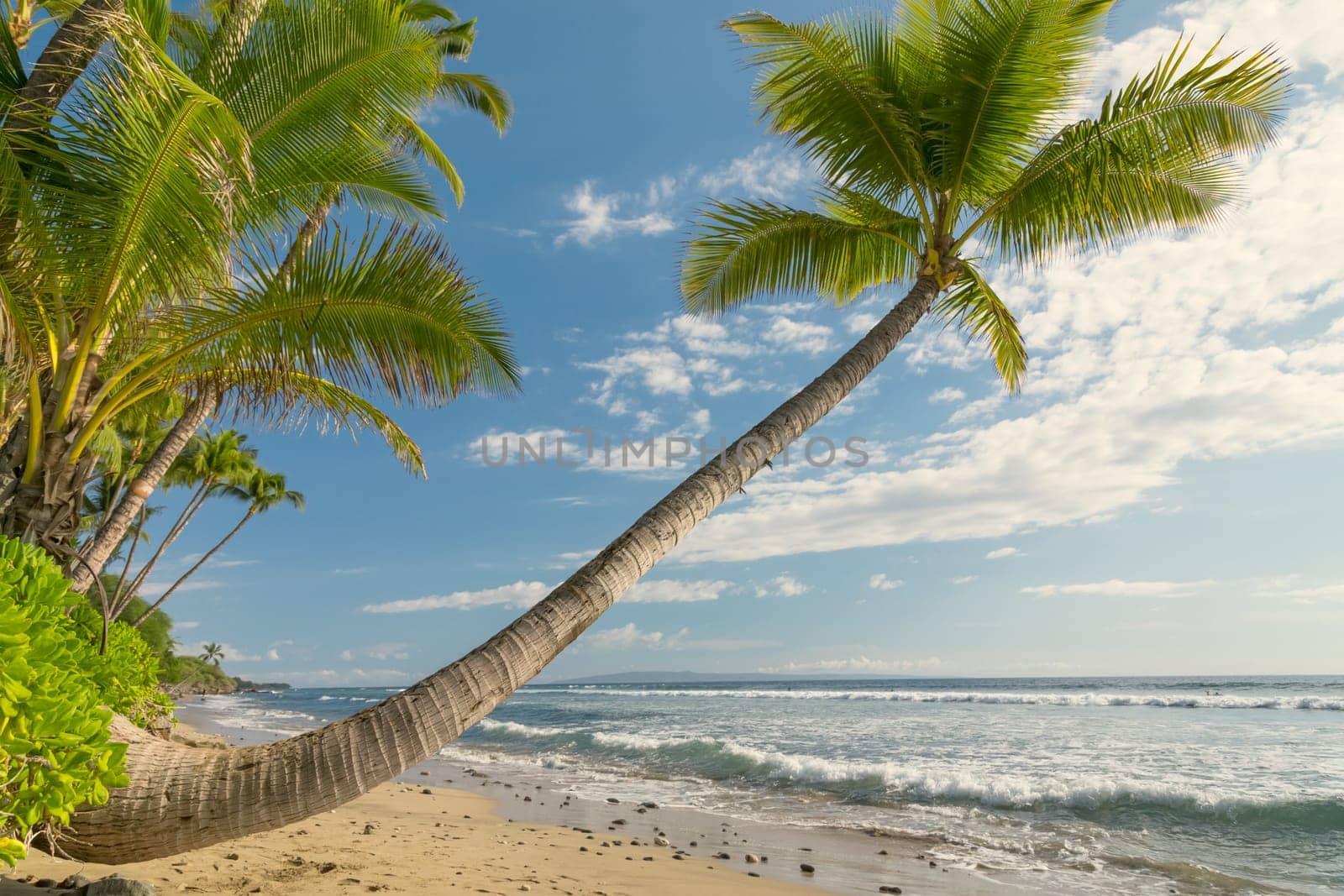 Tropical beach with palm trees