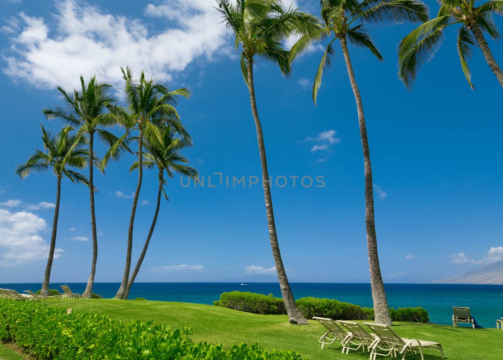 Tropical beach with palm trees