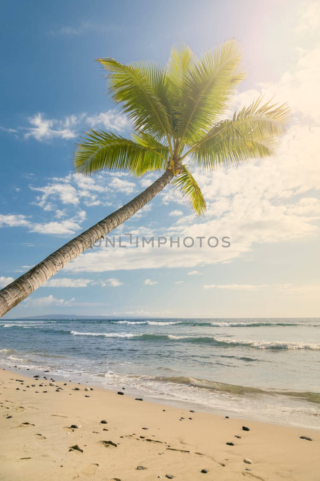 Tropical beach with palm trees