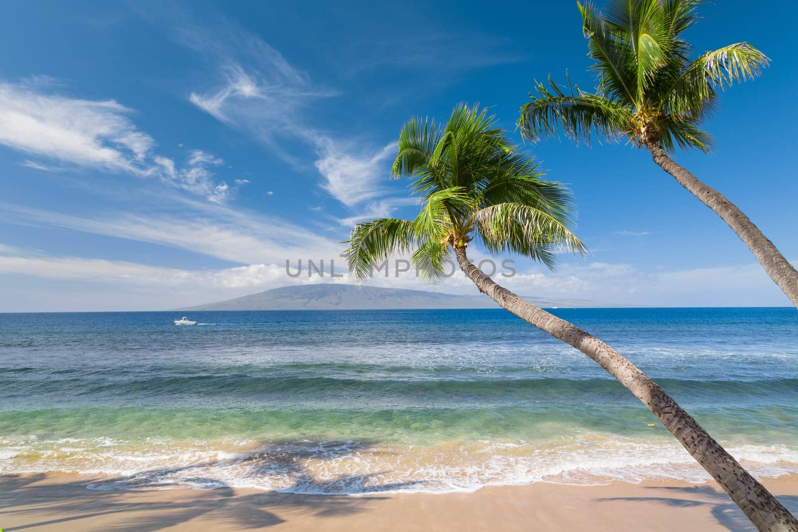 Tropical beach with palm trees