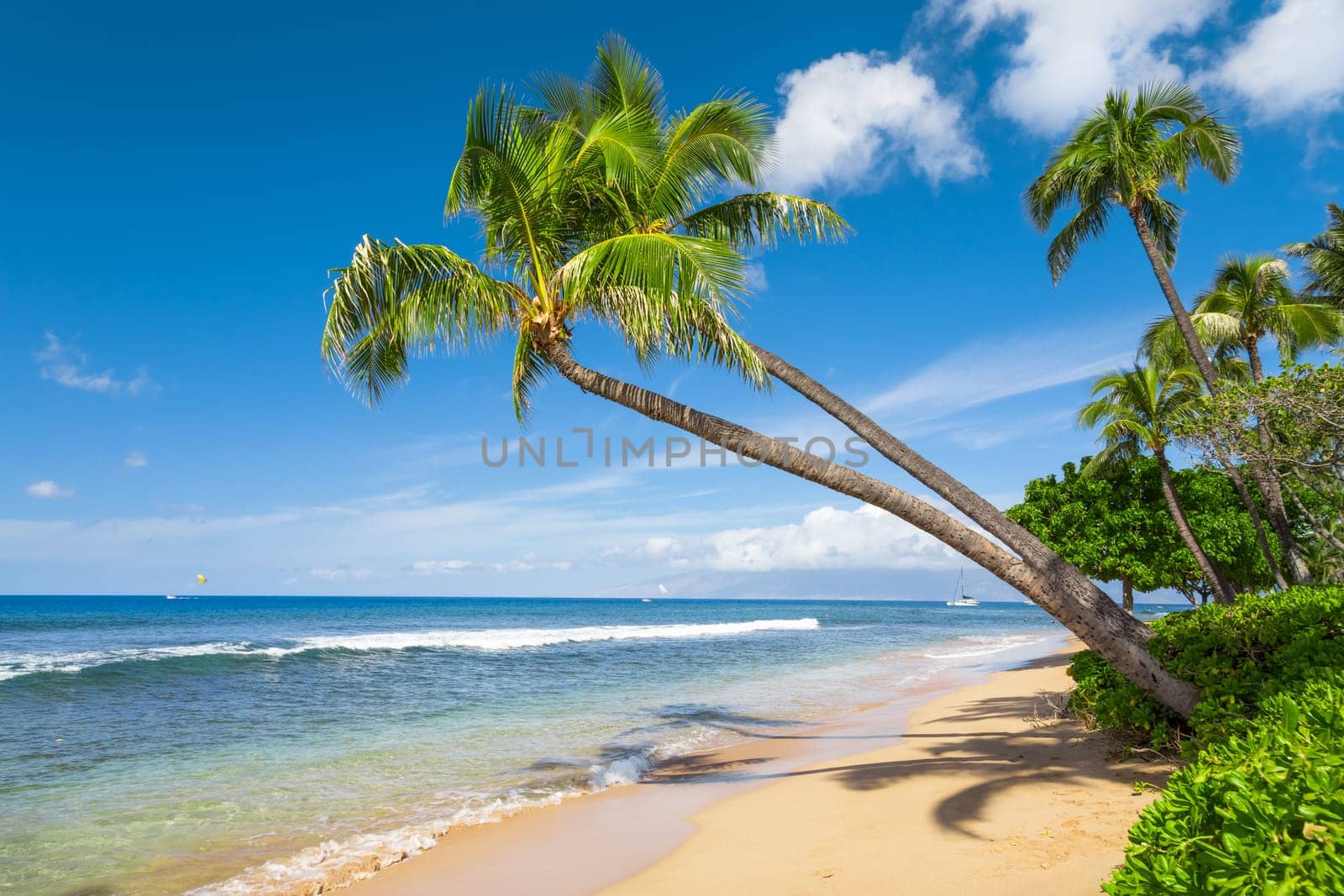 Tropical beach with palm trees