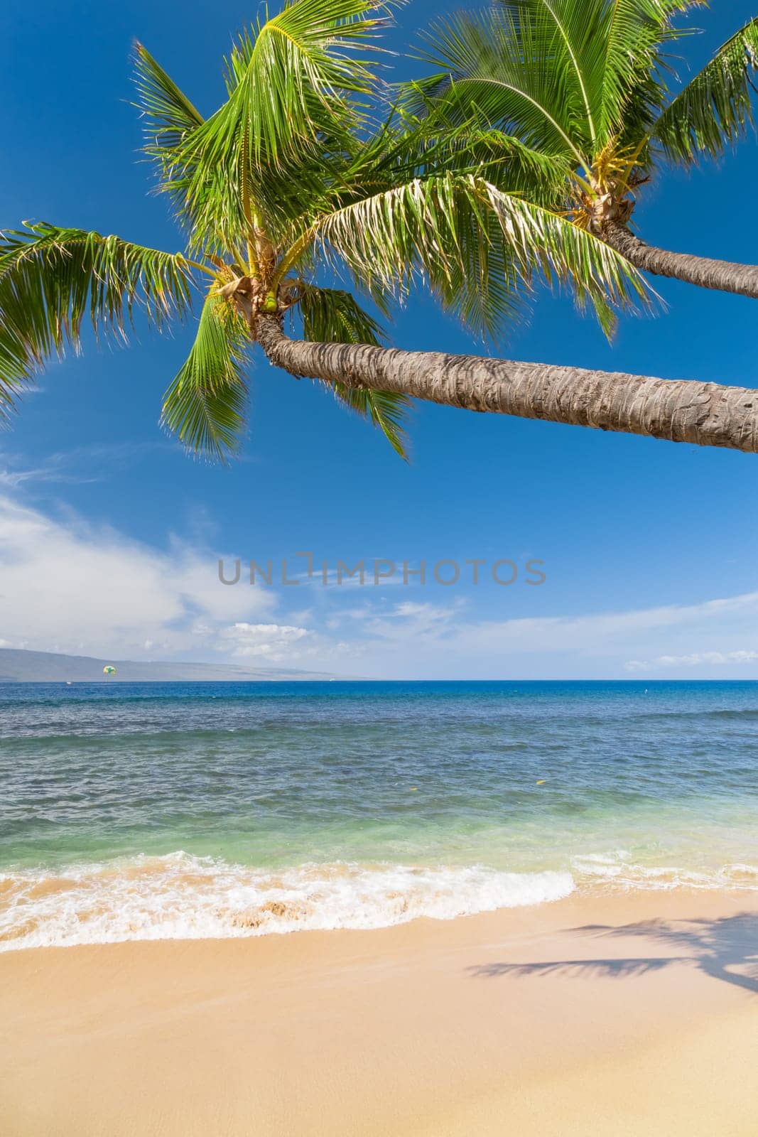 Tropical beach with palm trees