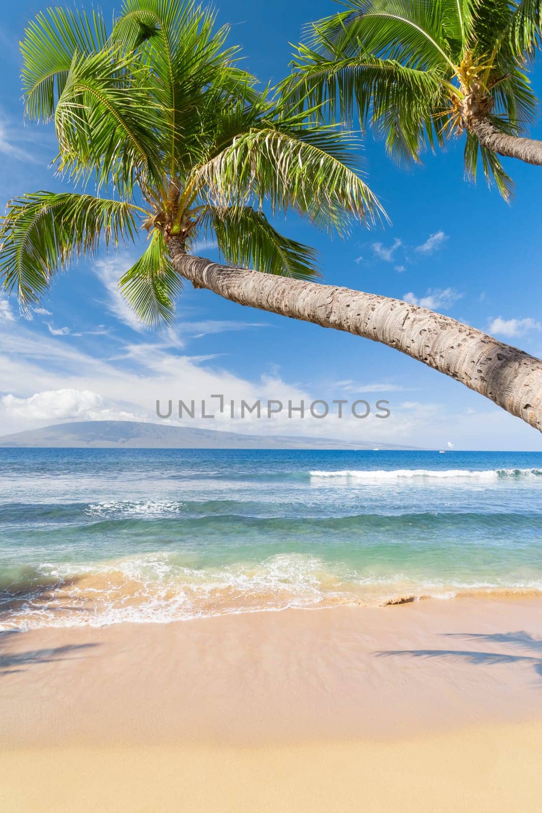 Tropical beach with palm trees