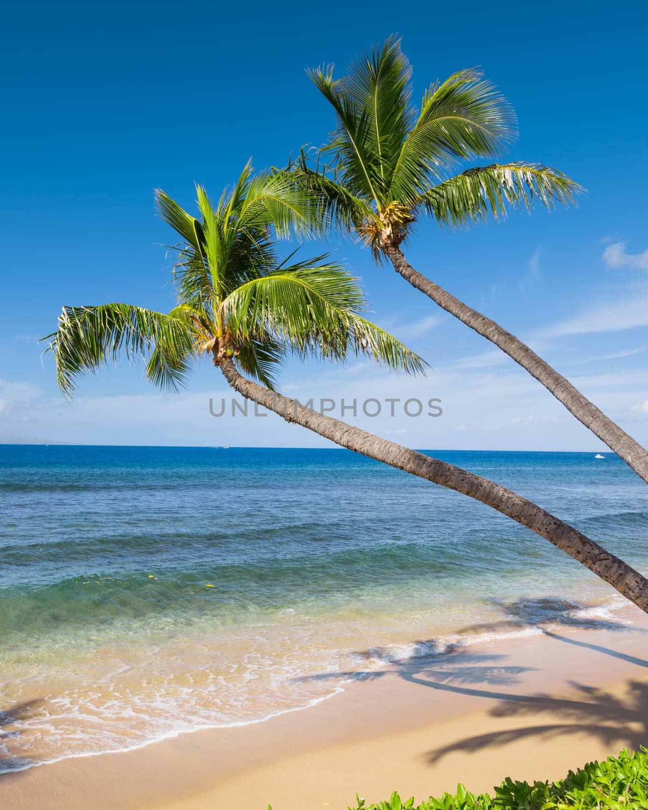 Tropical beach with palm trees