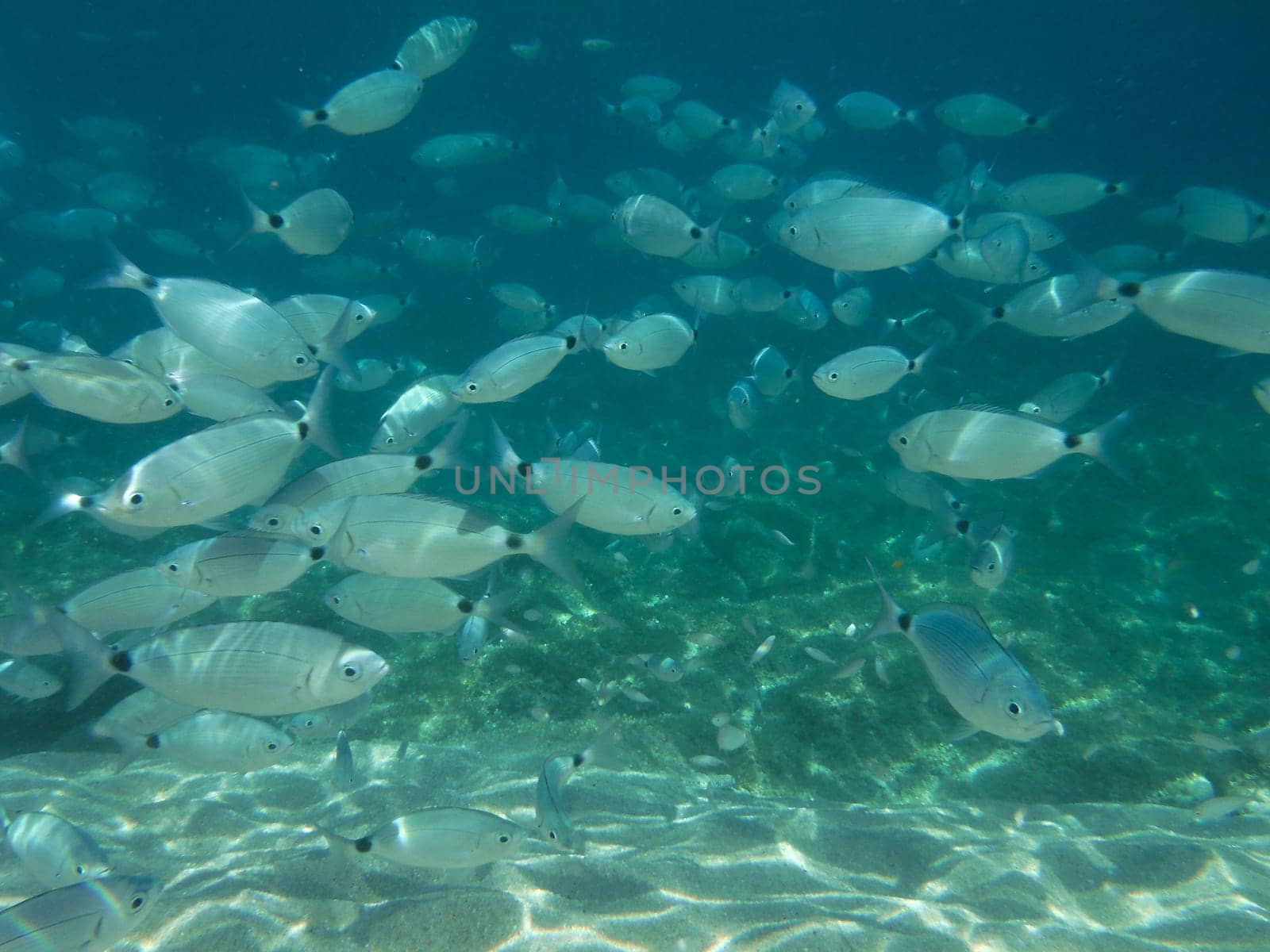 Shots of the beautiful underwater world of Sardinia