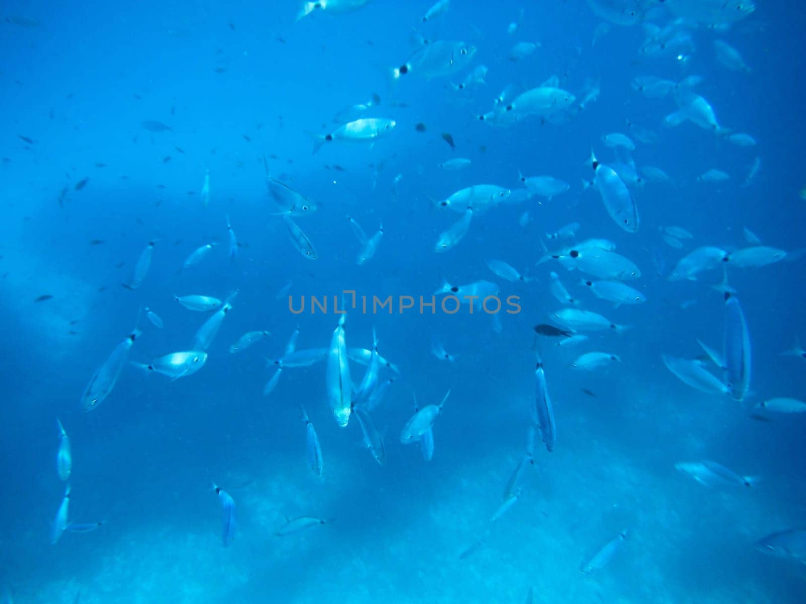 Shots of the beautiful underwater world of Sardinia