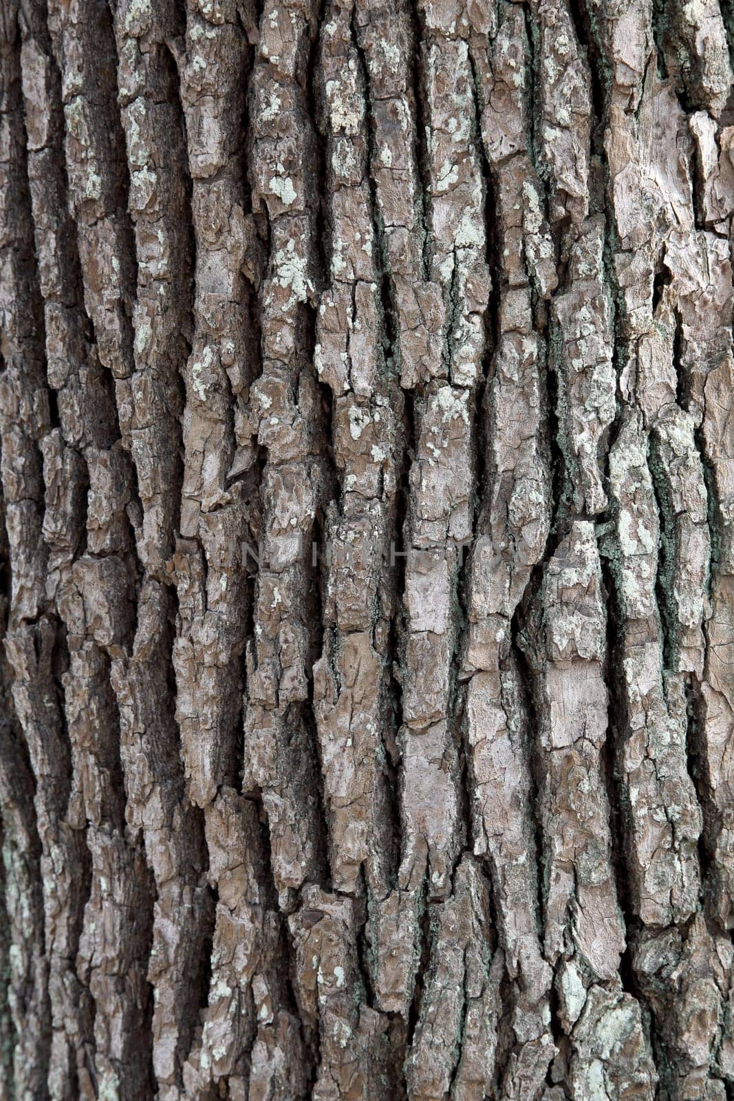 camphor tree surface texture background