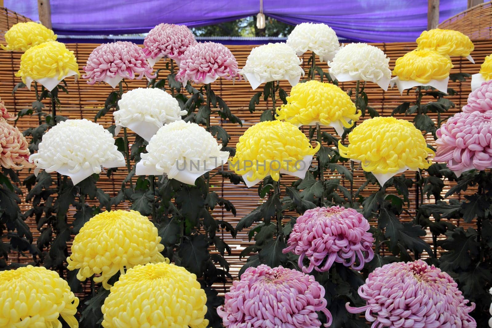 chrysanthemums bloom in the garden