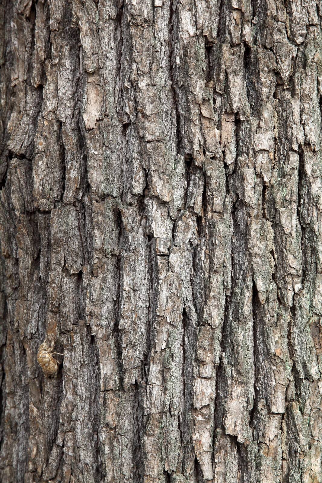 camphor tree surface texture background