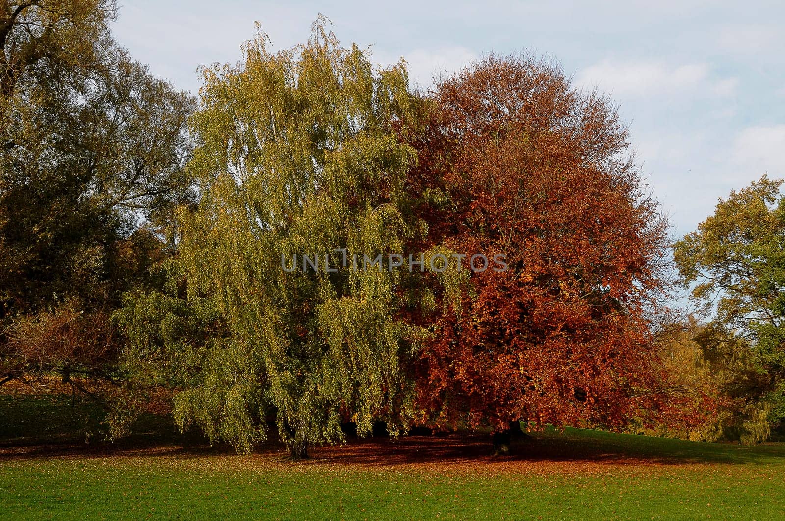autumn