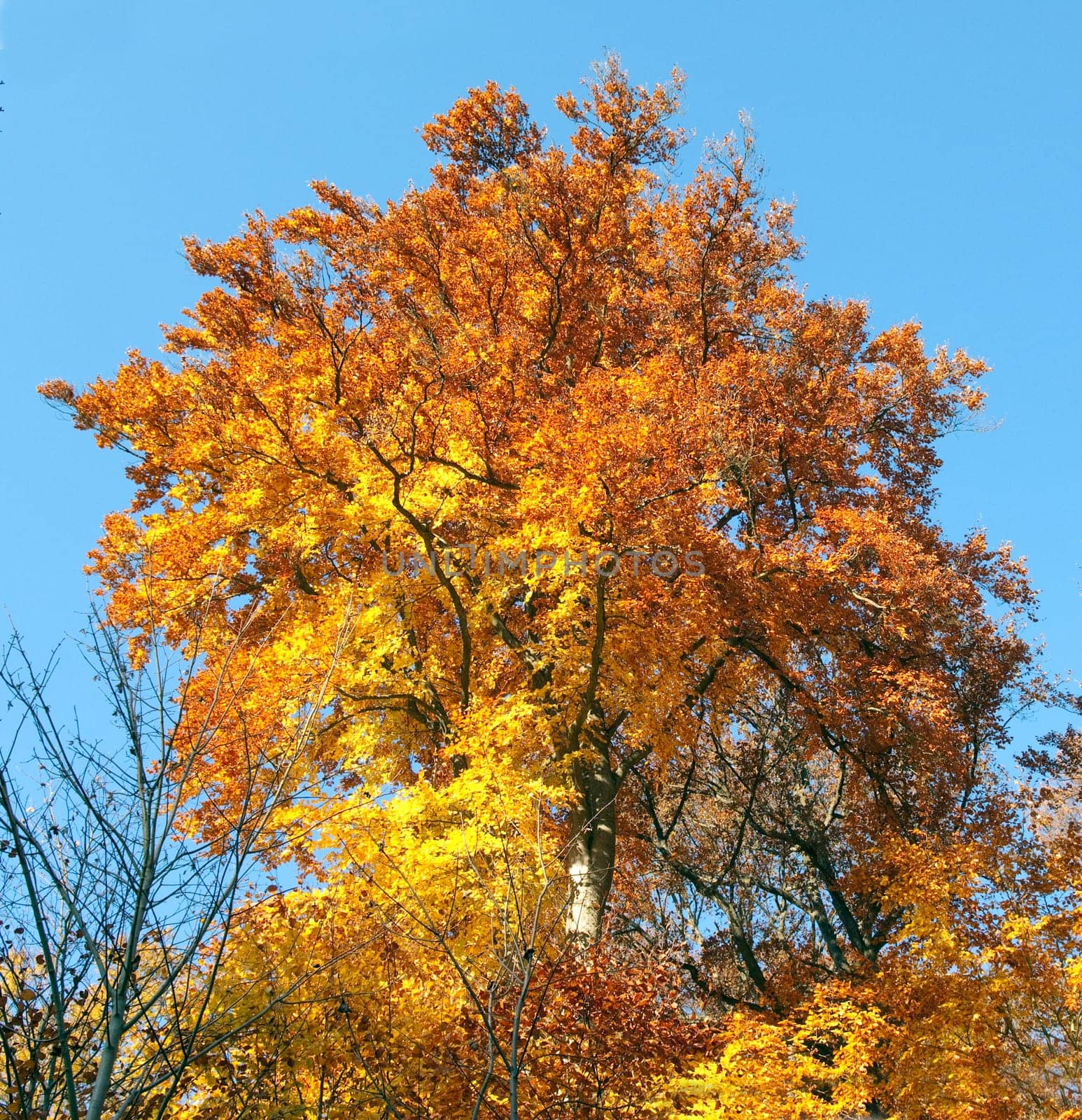 Beech Forest,Autumn,Autumn Blaetter