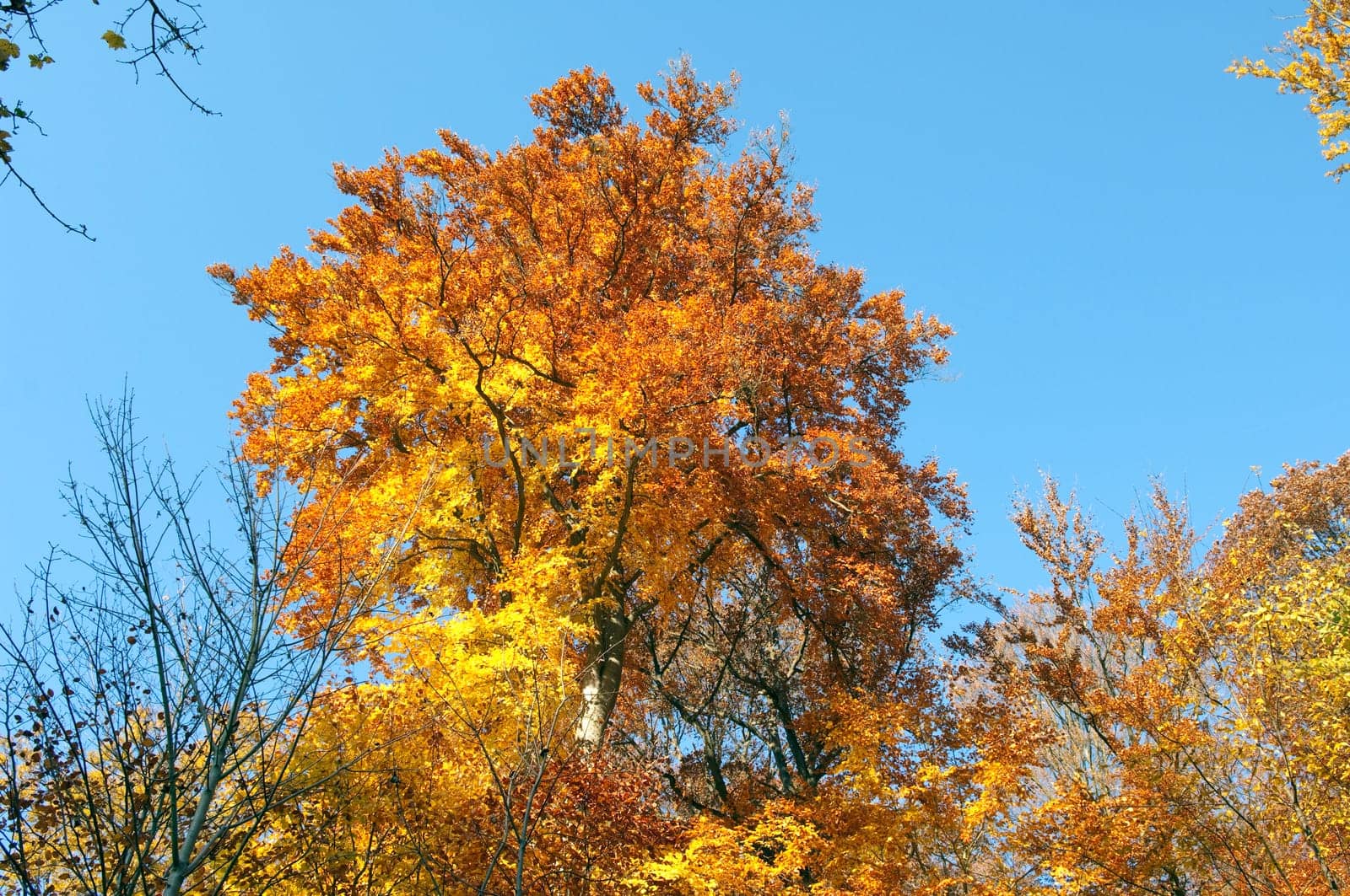 Beech Forest,Autumn,Autumn Blaetter