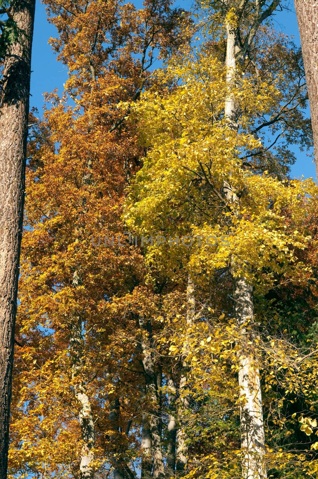 Beech Forest,Autumn,Autumn Blaetter