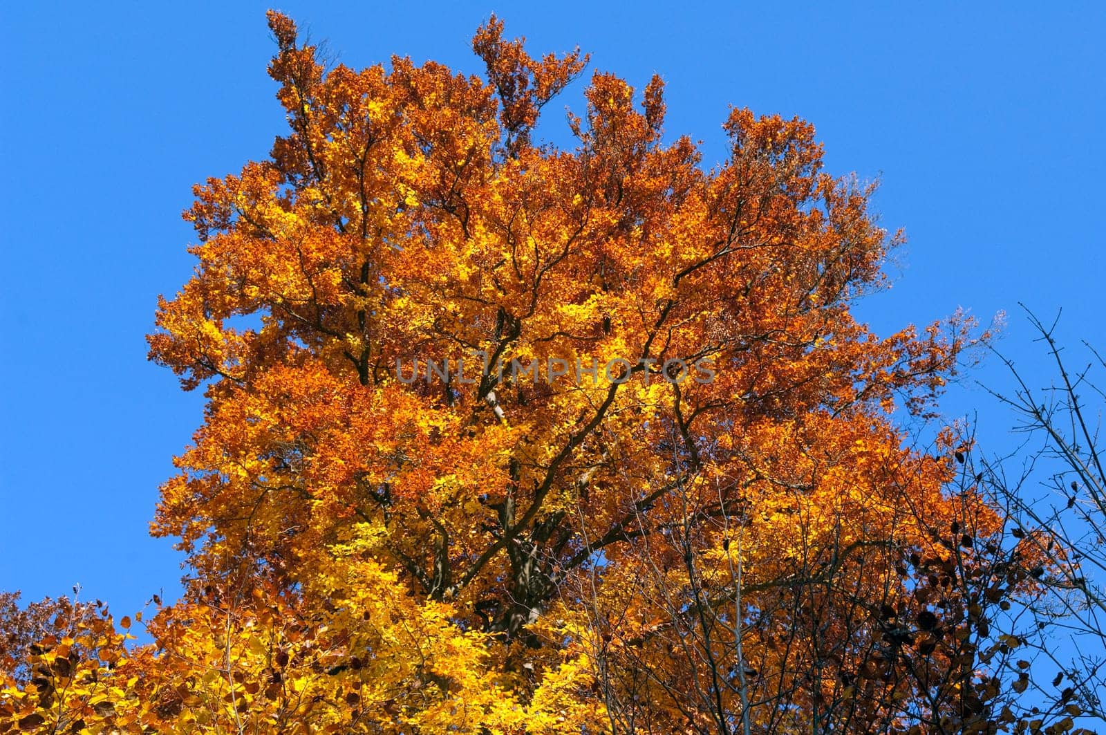 Beech Forest,Autumn,Autumn Blaetter
