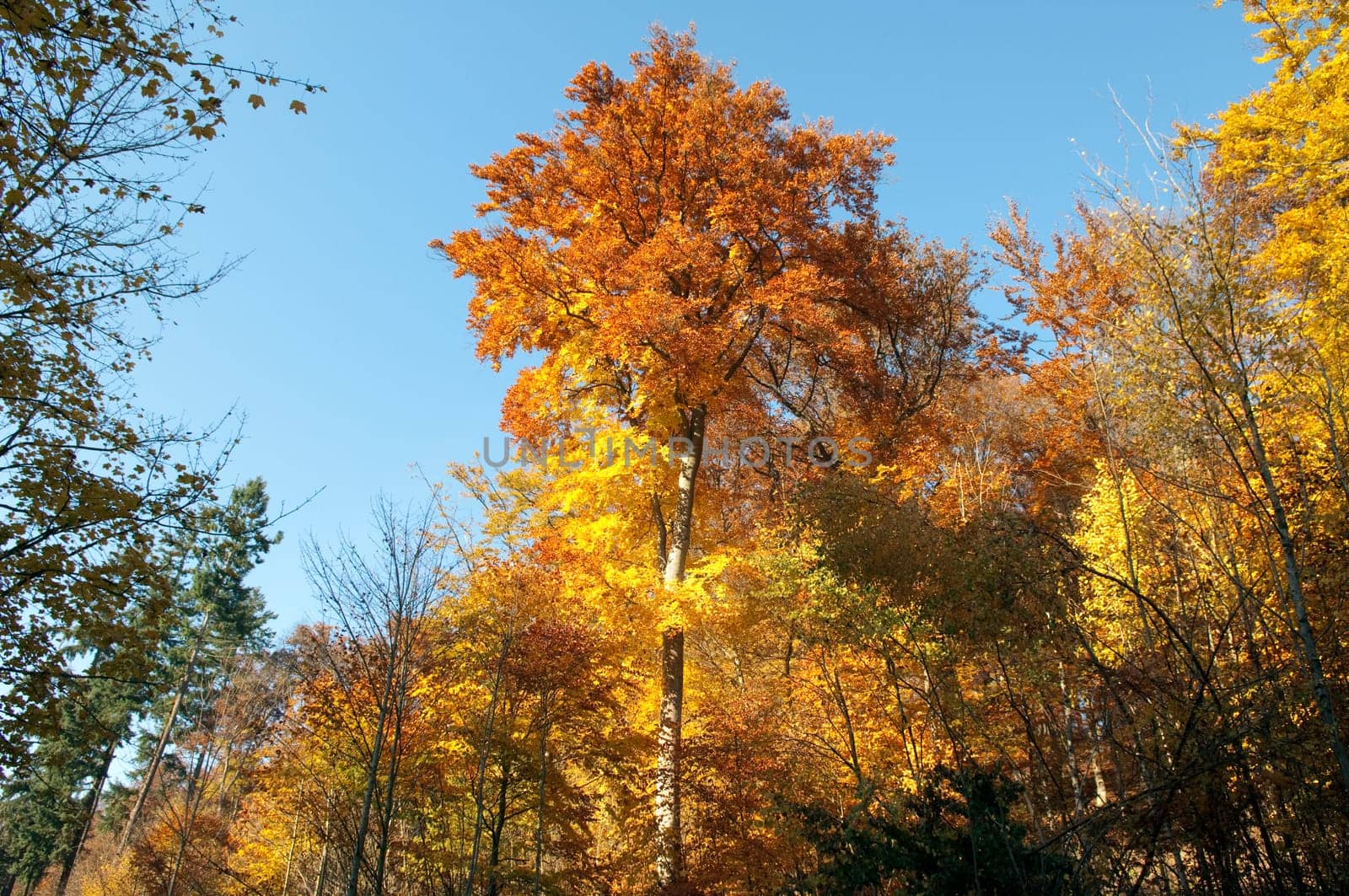 Beech Forest,Autumn,Autumn Blaetter