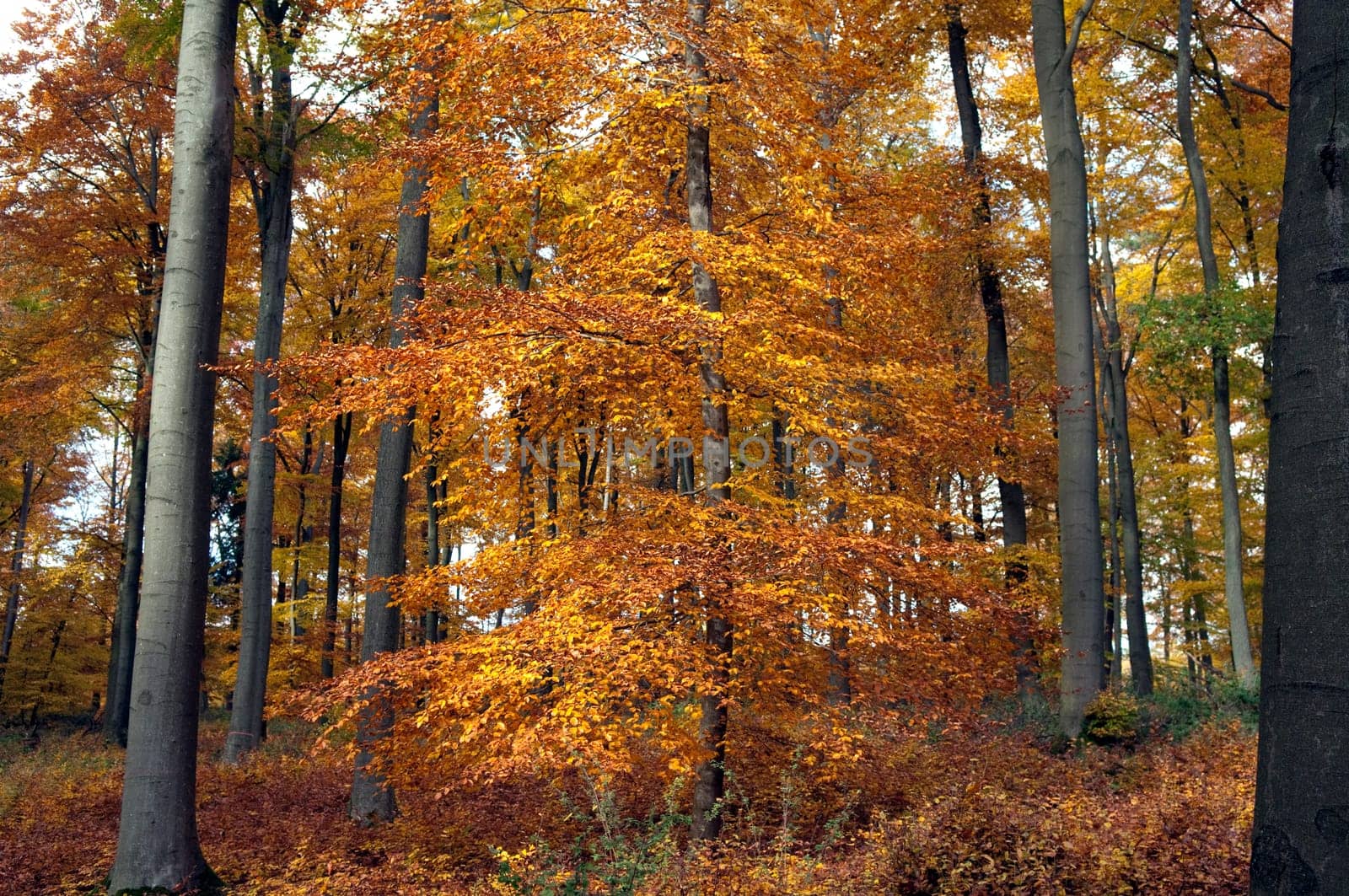 Beech Forest,Autumn,Autumn Blaetter