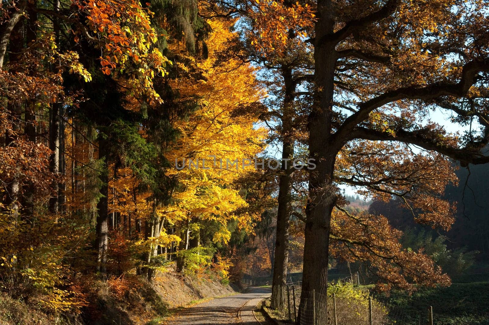 Beech Forest,Autumn,Autumn Blaetter