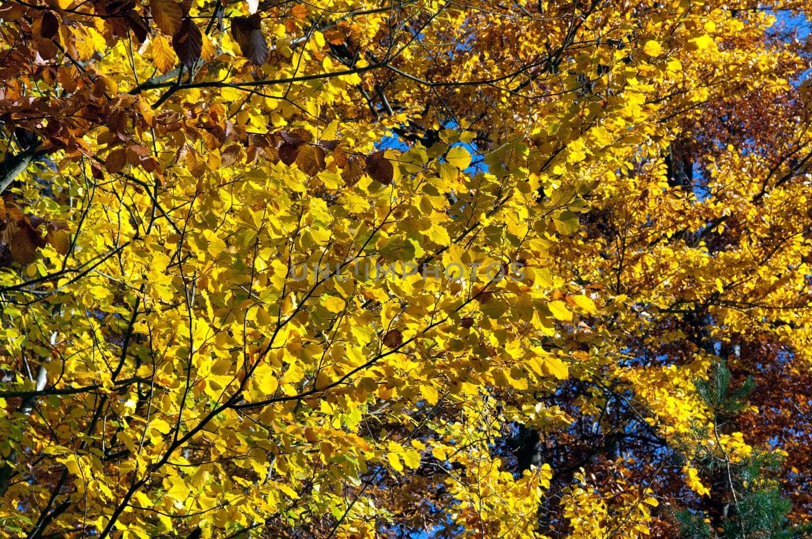 Beech Forest,Autumn,Autumn Blaetter